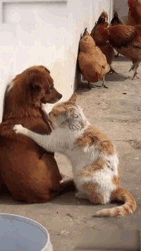 搞笑段子：这些鸡有点厉害（关于鸡的搞笑动画电影）