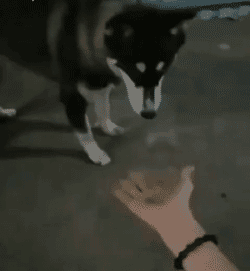 搞笑段子：这些鸡有点厉害（关于鸡的搞笑动画电影）