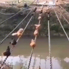 搞笑段子：这些鸡有点厉害（关于鸡的搞笑动画电影）