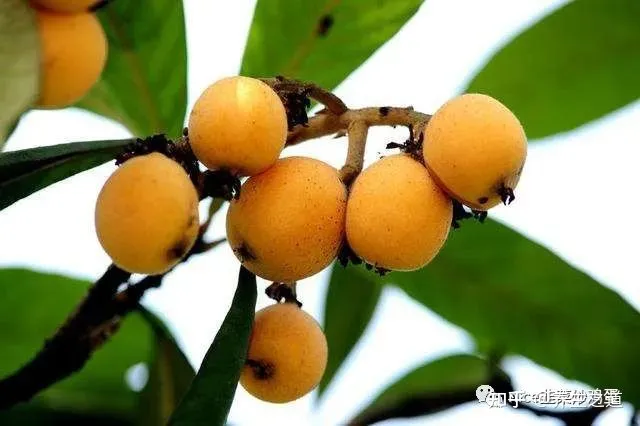 【健康水果】枇杷有什么功效和作用？（枇杷的功效与作用及禁忌）