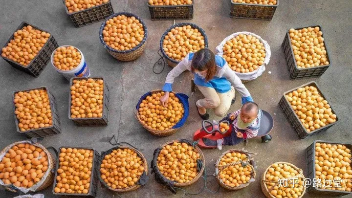 枇杷的神奇功效你知道吗？（枇杷）