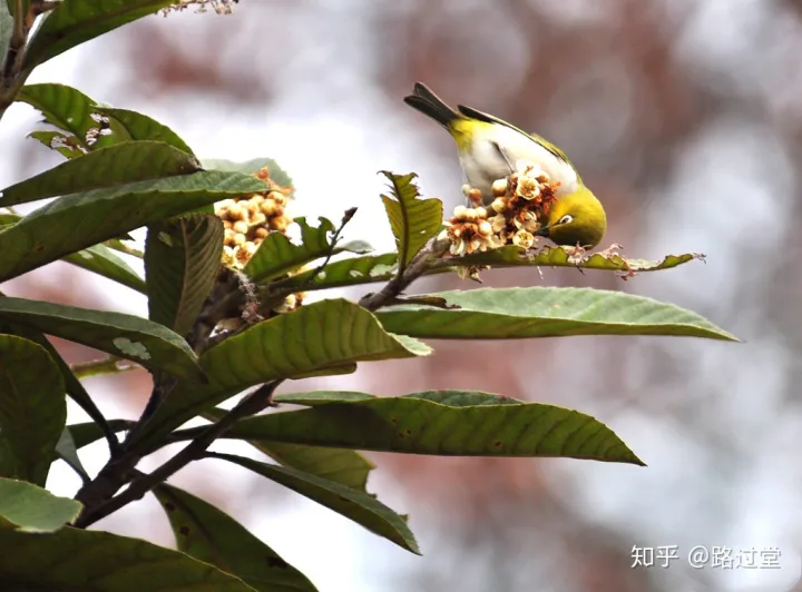 枇杷的神奇功效你知道吗？（枇杷）