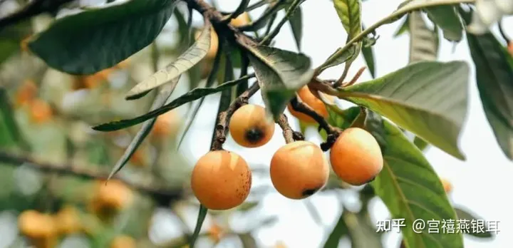 枇杷有哪些功效好处？和银耳一起煮成甜汤，营养更丰富！（枇杷银耳雪梨汤的做法大全）