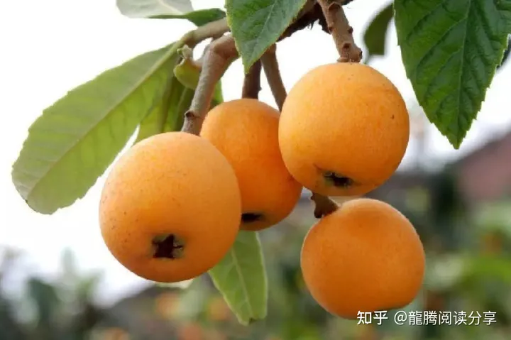 水果养生篇之--枇杷的作用（枇杷主要功效是什么）