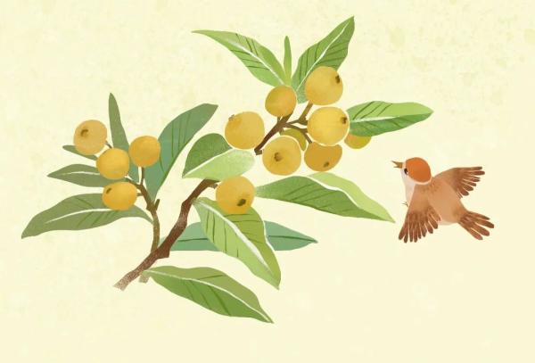 枇杷正当季，这样吃降火又养颜，但切记这个部位不要吃（枇杷有什么药用功效）