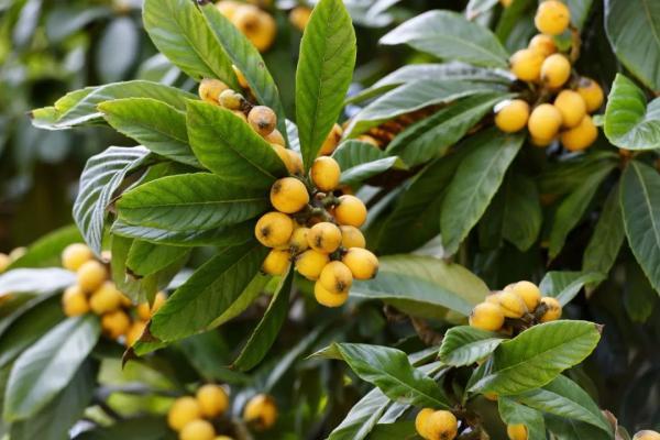 枇杷正当季，这样吃降火又养颜，但切记这个部位不要吃（枇杷有什么药用功效）