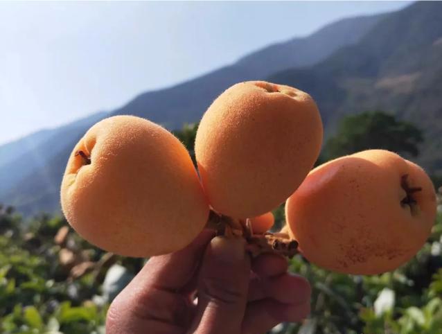 经常吃点“枇杷”，对身体会有何好处？4个“功效”会找到您（枇杷吃了有好处吗）