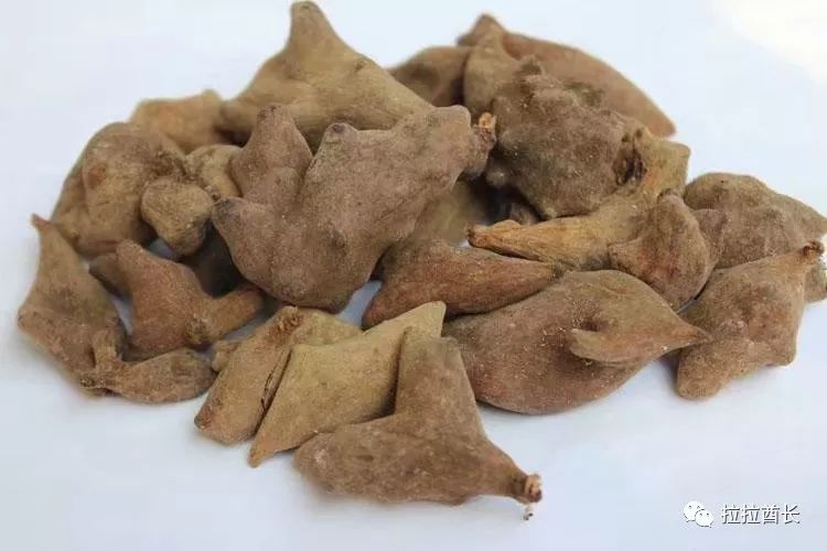 问答| 五倍子的作用和功效是什么？-五倍子的功效与作用的功效和作用是什么