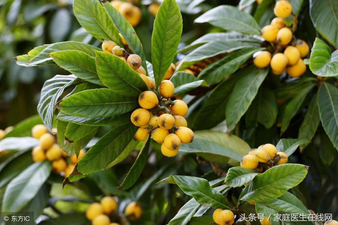 枇杷小巧酸甜，而它的叶子，更是有这4个妙用（枇杷叶子怎么治咳嗽）