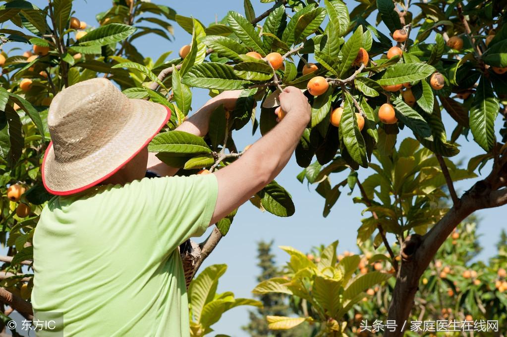 枇杷小巧酸甜，而它的叶子，更是有这4个妙用（枇杷叶子怎么治咳嗽）