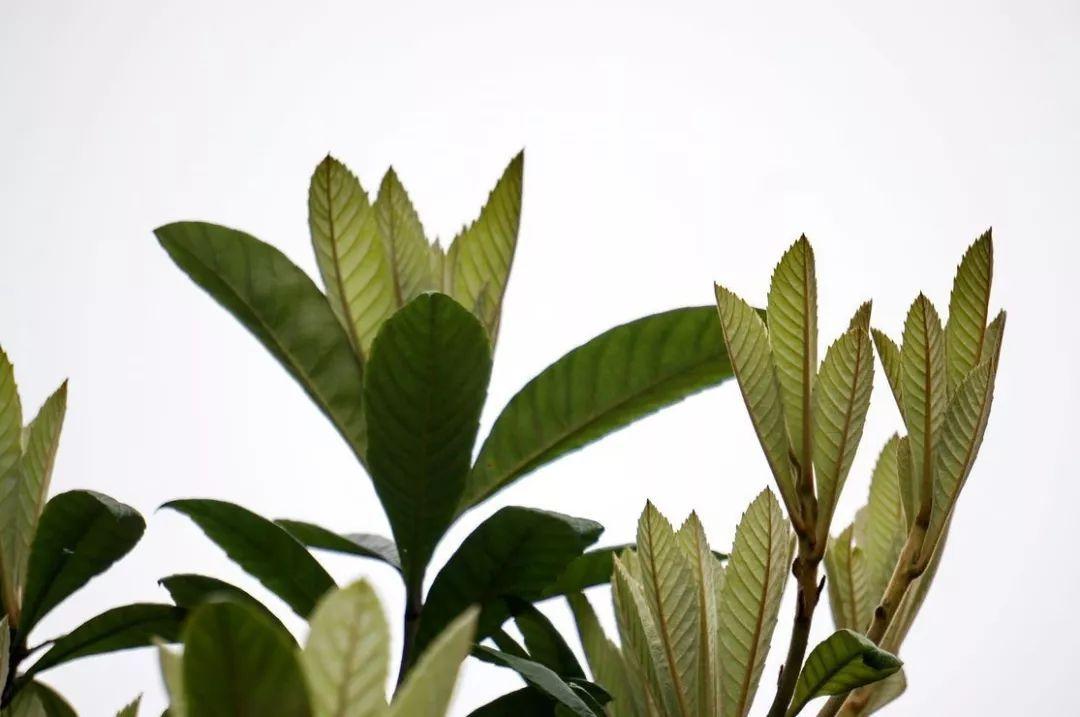 佳果枇杷治咳嗽（枇杷果能止咳）