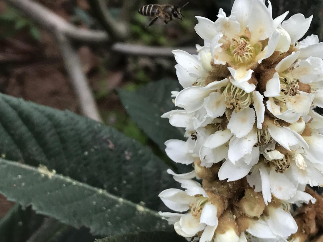 枇杷蜜有区分吗?枇杷蜜的功效与作用?（枇杷蜜的营养功效和食用禁忌）