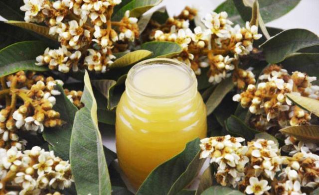 枇杷蜂蜜的作用与功效，蜂蜜枇杷的功效与禁忌（枇杷蜂蜜水的作用与功效）