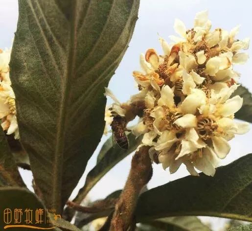 枇杷蜂蜜水的功效?枇杷蜂蜜的作用与功效与禁忌?（枇杷蜂蜜水怎么做视频）