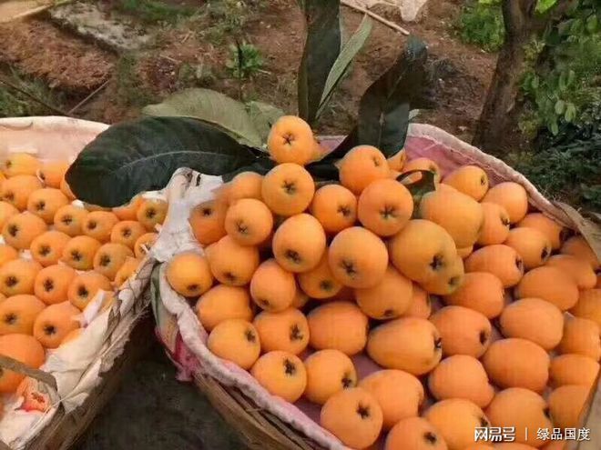 绿品国度周末采摘的枇杷功效与作用，营养价值怎么样？（枇杷发青能吃吗）