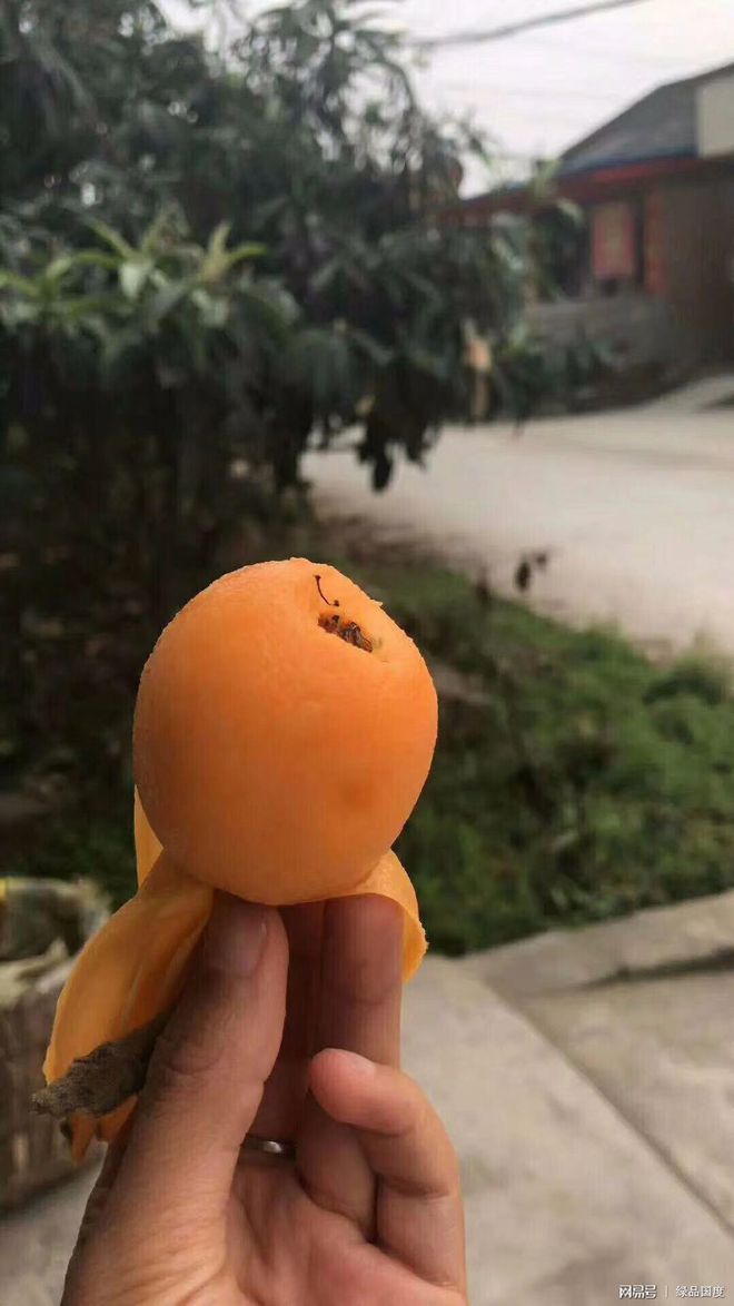 绿品国度周末采摘的枇杷功效与作用，营养价值怎么样？（枇杷发青能吃吗）