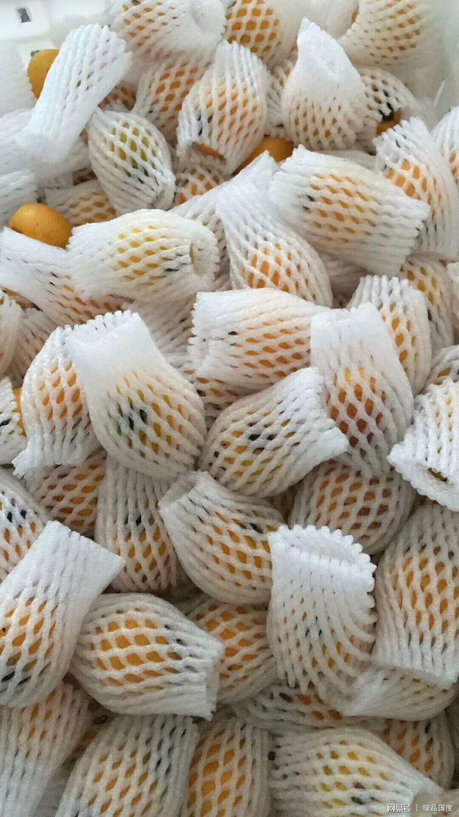 绿品国度周末采摘的枇杷功效与作用，营养价值怎么样？（枇杷发青能吃吗）