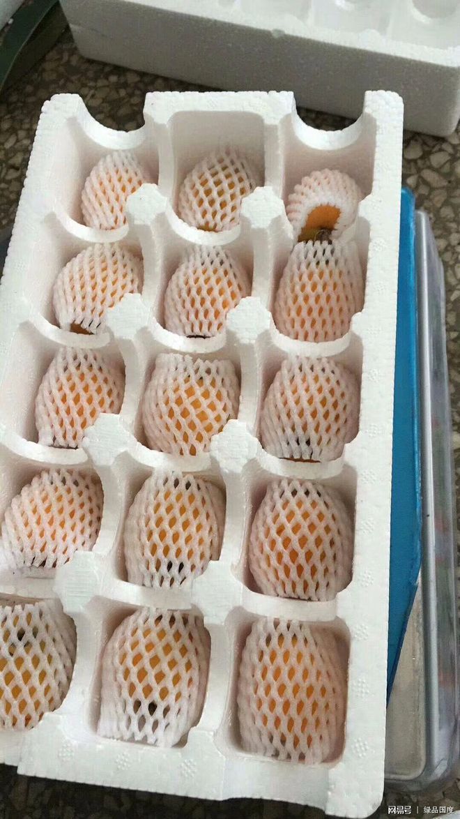 绿品国度周末采摘的枇杷功效与作用，营养价值怎么样？（枇杷发青能吃吗）