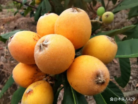 枇杷：东方之果，味觉盛宴（枇杷果是什么样的及它的功效）