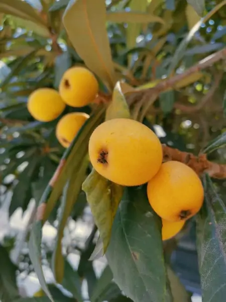 枇杷：东方之果，味觉盛宴（枇杷果是什么样的及它的功效）