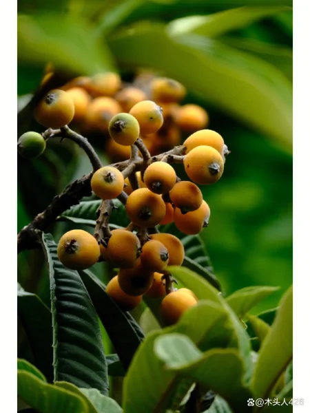 枇杷：东方之果，味觉盛宴（枇杷果是什么样的及它的功效）