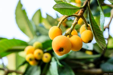 尝一口鲜美的枇杷，探寻这种神奇水果的无限魅力（枇杷的果实有什么功效）