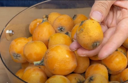 如果你家门口有枇杷树的话，一定要给孩子熬上一锅川贝枇杷膏！（枇杷树栽在门口风水怎么样）