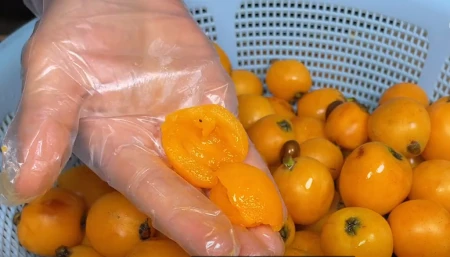 如果你家门口有枇杷树的话，一定要给孩子熬上一锅川贝枇杷膏！（枇杷树栽在门口风水怎么样）