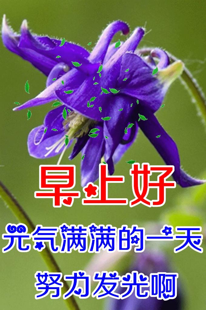 8张最新漂亮早上好图片鲜花带字带祝福语 2022最美春日早安问候祝福鲜花图片带字温馨-早上好的祝福图片,早上好的问候图