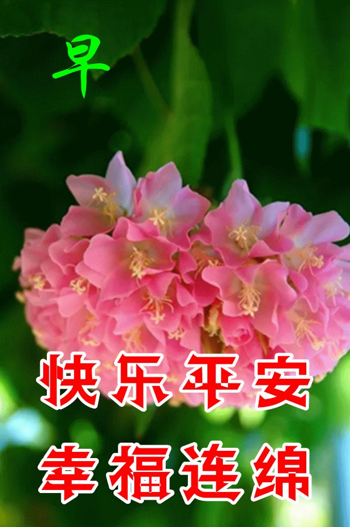 8张最新漂亮早上好图片鲜花带字带祝福语 2022最美春日早安问候祝福鲜花图片带字温馨-早上好的祝福图片,早上好的问候图