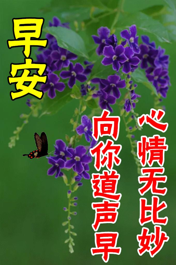 8张最新漂亮早上好图片鲜花带字带祝福语 2022最美春日早安问候祝福鲜花图片带字温馨-早上好的祝福图片,早上好的问候图