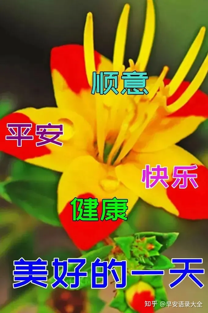 8张最新漂亮早上好图片鲜花带字带祝福语 2022最美春日早安问候祝福鲜花图片带字温馨-早上好的祝福图片,早上好的问候图