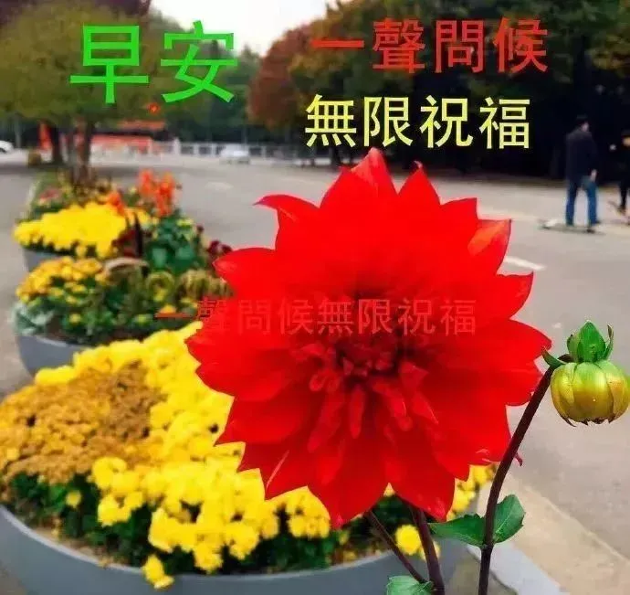 8月22日最新版大家早上好表情图片大全，清晨大家早上好问候祝福语动画表情-大家早上好图片动态的2020