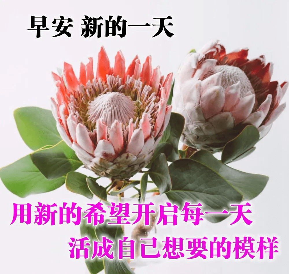 最新版最漂亮的早上好短语句子，问候暖心，早安吉祥！-早上好的问候美句图片 简短