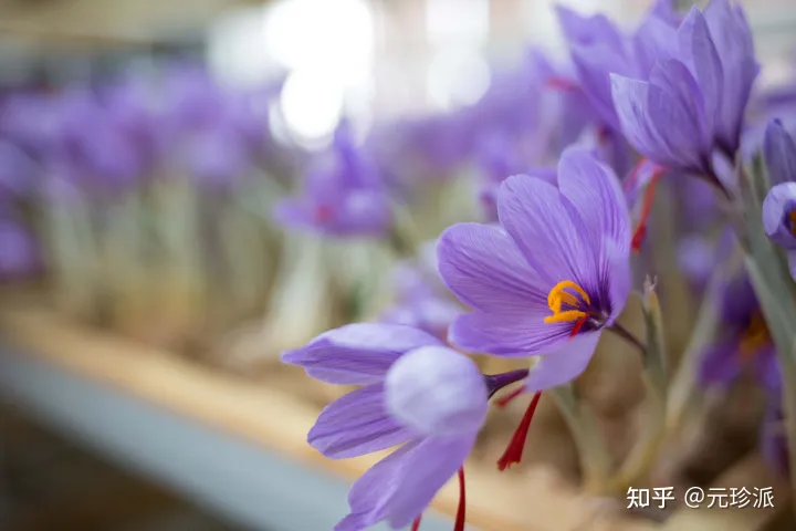 藏红花的功效与作用（藏红花泡水喝的功效与作用及禁忌）（藏红花泡水喝的作用和功效是什么）