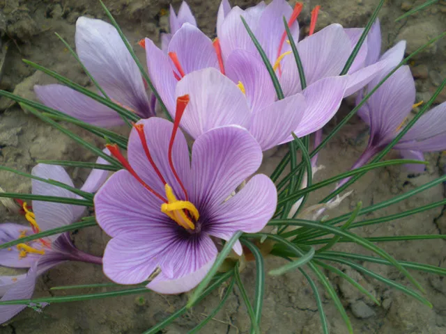 古代后宫常出现的藏红花，竟然隐藏着这么多功效！（藏红花怎样用）