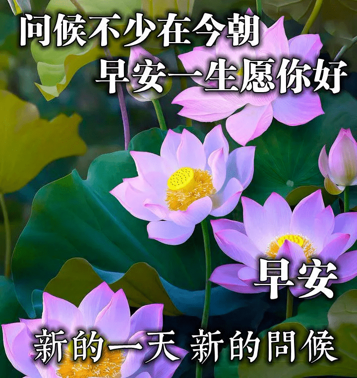 最新版最漂亮的早上好短语句子，祝福问候，开心幸福-早上好祝福的句子唯美简短