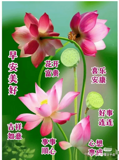 最新版最漂亮的早上好短语句子，祝福问候，开心幸福-早上好祝福的句子唯美简短