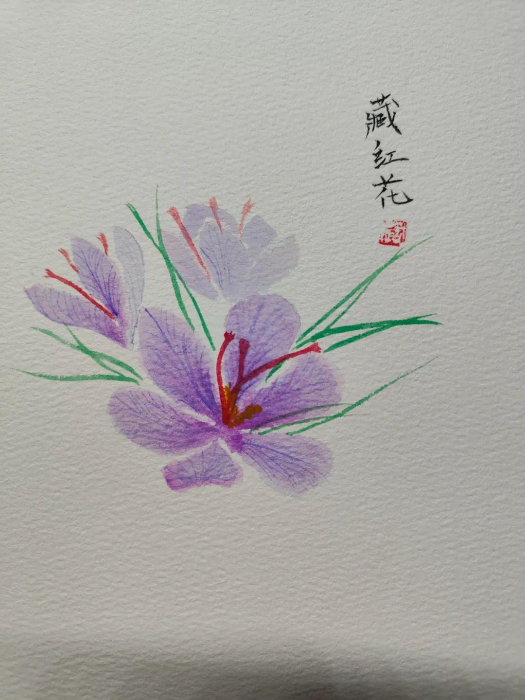 红花和藏红花，一字之差，功效却不同（一般的红花和藏红花的功效有什么区别）