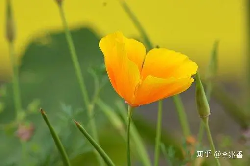 清晨问候语及关心话，温馨阳光充满正能量，愿你快乐一整天-清晨问候语简短一句话暖心