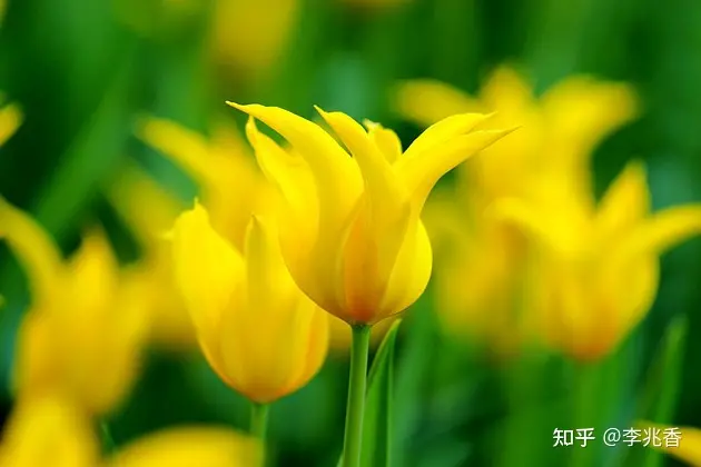 清晨问候语及关心话，温馨阳光充满正能量，愿你快乐一整天-清晨问候语简短一句话暖心