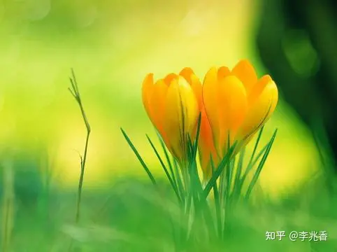 清晨问候语及关心话，温馨阳光充满正能量，愿你快乐一整天-清晨问候语简短一句话暖心