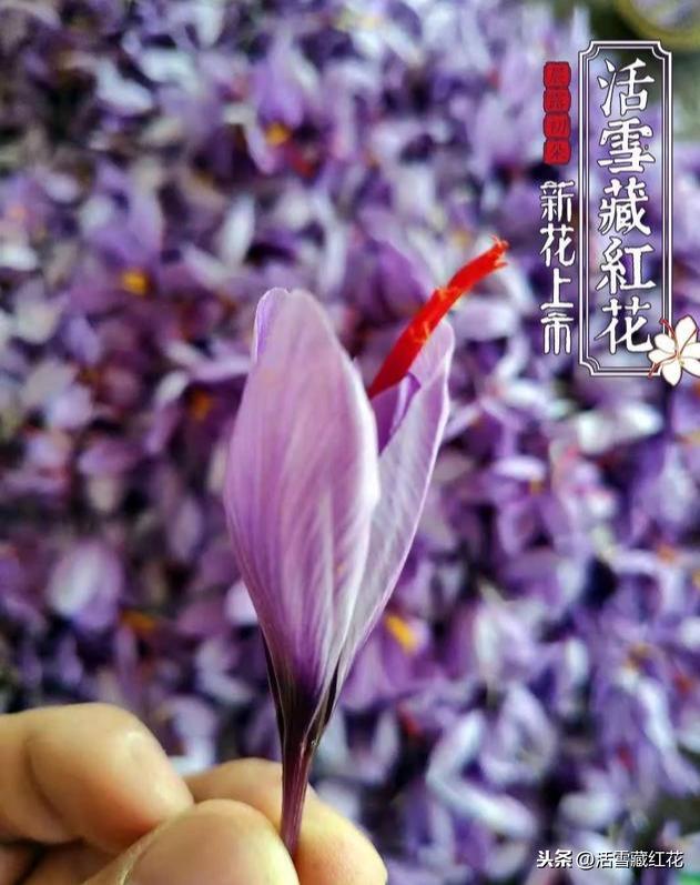 吃藏红花的人越来越多，原来竟然是因为这些原因（经常吃藏红花有什么好处）