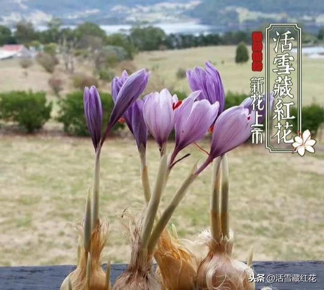 吃藏红花的人越来越多，原来竟然是因为这些原因（经常吃藏红花有什么好处）