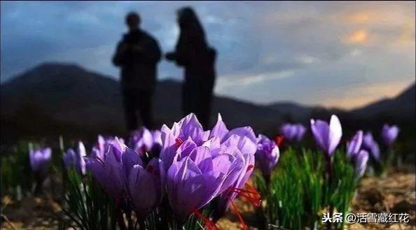 吃藏红花的人越来越多，原来竟然是因为这些原因（经常吃藏红花有什么好处）