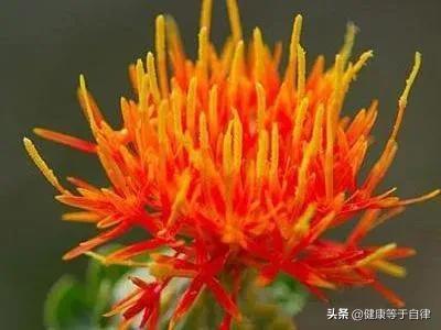 藏红花的功效与作用（藏红花的功效与作用女性）