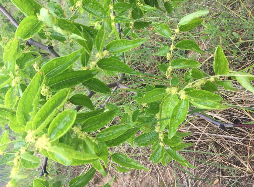 喝枣花蜜的作用与功效?红枣蜜的功效与作用?（红枣花蜜的功效与作用点）