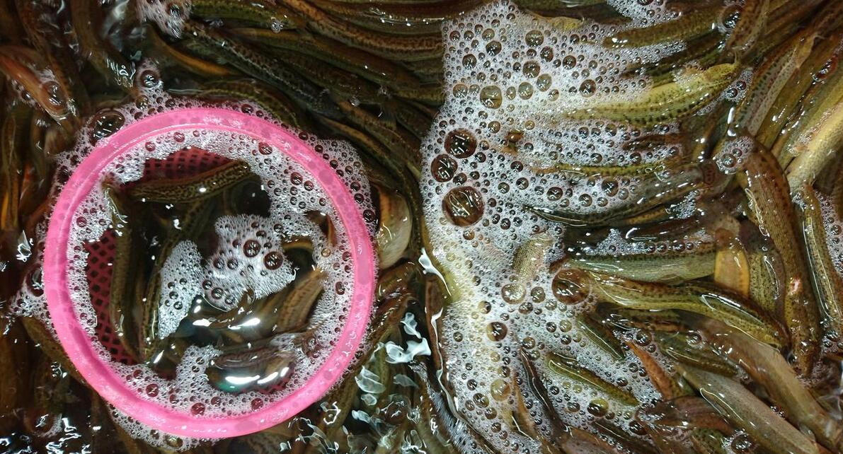 它是男人的“滋补猛将”，隔三岔五吃一次，滋补肾经，身体强壮（男人滋补药材有哪些）