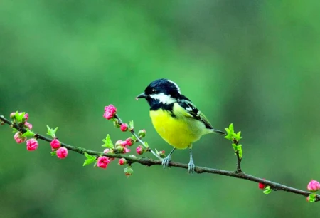 今日节气惊蛰：春雷响，万物长！-惊蛰诗歌春雷萌动