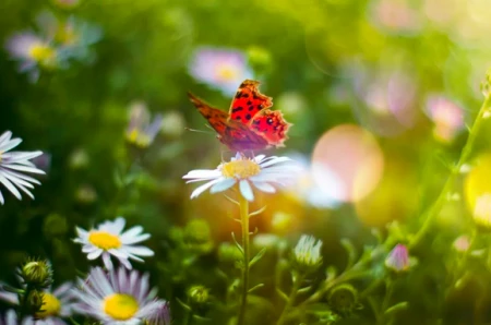 今日节气惊蛰：春雷响，万物长！-惊蛰诗歌春雷萌动